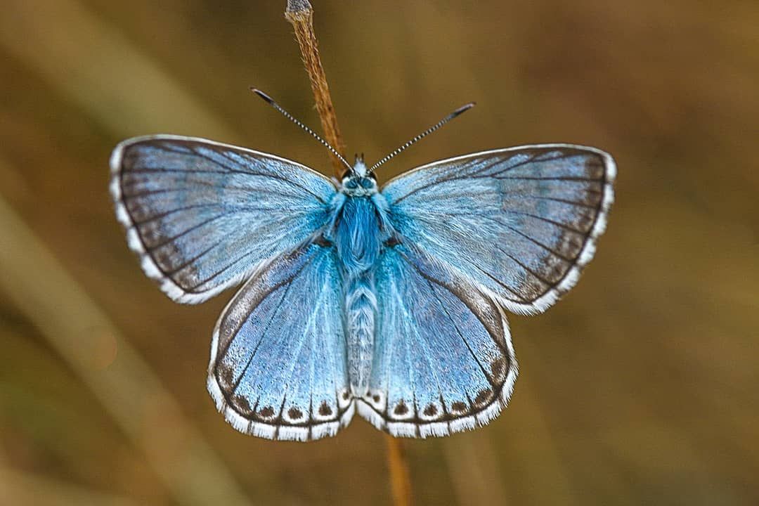 Mariposa azul con las alas abiertas, fotografiada de frente sobre una rama en la Sierra de Abodi.